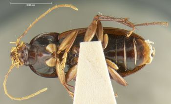 Media type: image;   Entomology 28681 Aspect: habitus ventral view